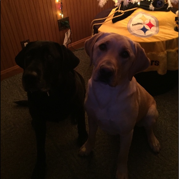 Meet your Posher, Sandy My Black n Gold Babies❤️❤️ - Picture 2 of 2